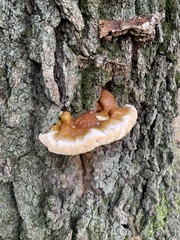 Ganoderma