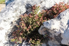 Erica lignosa