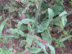 Heterotheca inuloides