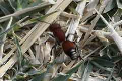Dasymutilla creon