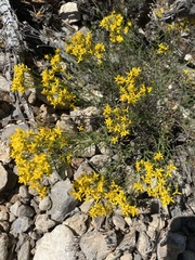 Gutierrezia sarothrae
