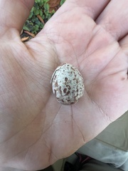 Callipepla californica