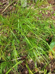 Carex intumescens
