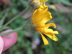 Heterotheca inuloides