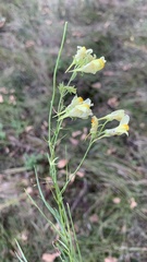 Linaria vulgaris