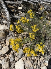 Gutierrezia sarothrae