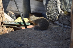 Urocitellus columbianus