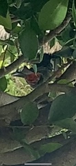 Pycnonotus cafer