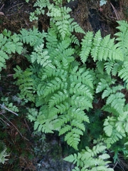 Cystopteris fragilis