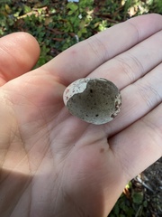 Callipepla californica