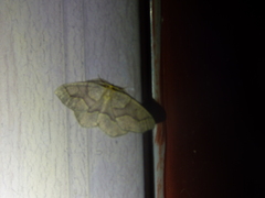 Lambdina fiscellaria