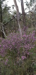 Boronia glabra