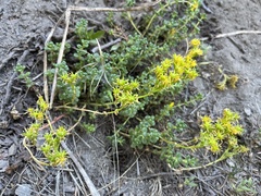 Sedum divergens