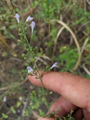 Clinopodium nepeta