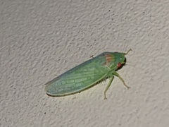 Gyponana octolineata