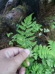 Cystopteris fragilis