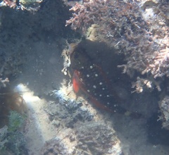 Sparisoma viride
