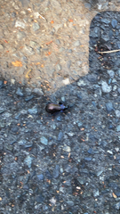 Carabus nemoralis