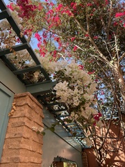 Bougainvillea