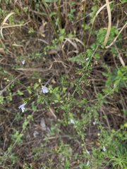 Clinopodium nepeta
