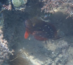 Sparisoma viride