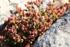 Erica lignosa