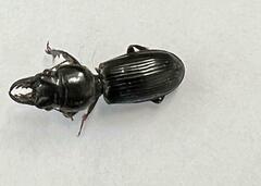 Scarites subterraneus