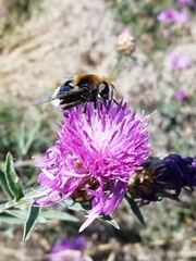 Eristalis intricaria