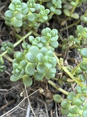 Sedum divergens