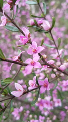Boronia glabra