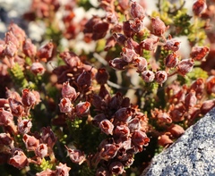 Erica lignosa