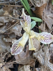 Iris chrysophylla