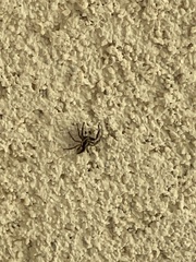 Menemerus bivittatus