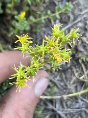 Sedum divergens