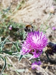 Eristalis intricaria