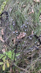 Lithospermum officinale