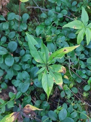 Lysimachia borealis