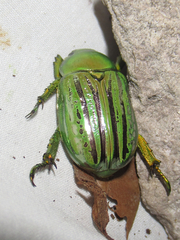 Chrysina gloriosa