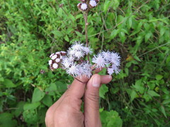 Ageratum corymbosum