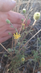 Pulicaria paludosa