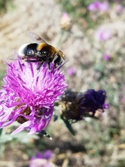 Eristalis intricaria