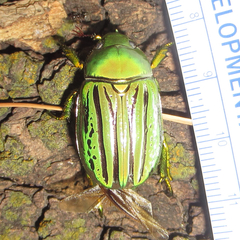 Chrysina gloriosa