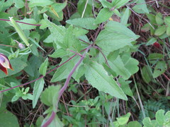 Ageratum corymbosum