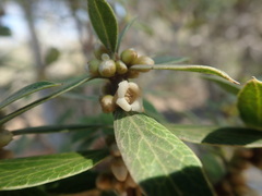 Diospyros aculeata