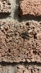 Xanthorhoe lacustrata