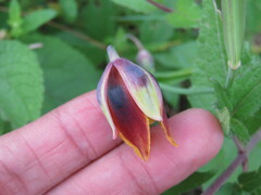 Calochortus purpureus