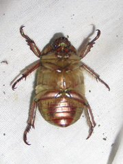 Chrysina lecontei
