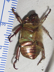 Chrysina lecontei