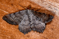 Macaria transitaria