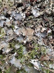 Peltigera praetextata